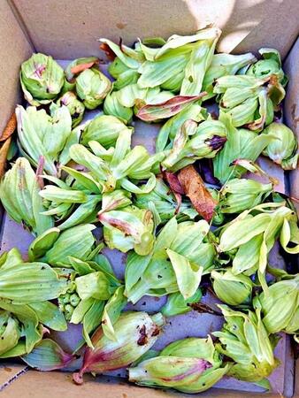 ご近所さんにふきのとうおすそわけ→20分後、天ぷらになって返ってきた！ 素敵なやりとりに「うらやましい」「最高のご近所さん」