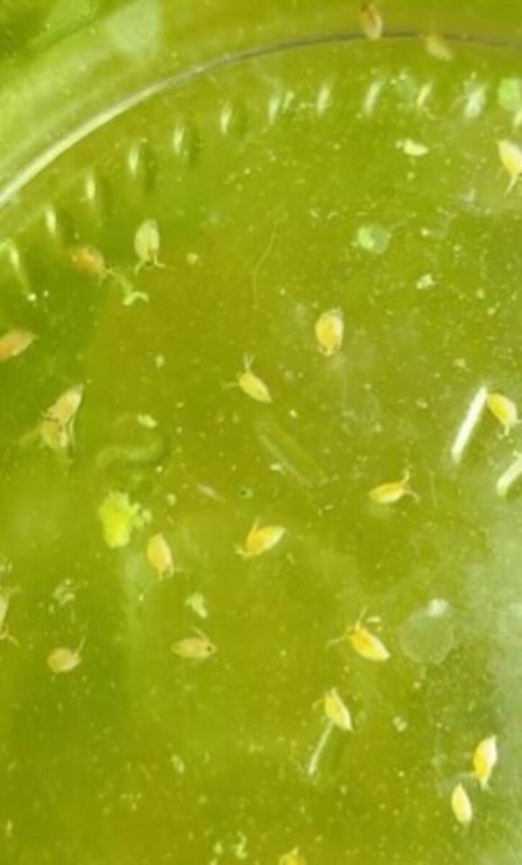 みじんこ～さんが育てているみじんこ／みじんこ～さん（@Lupico_D）提供