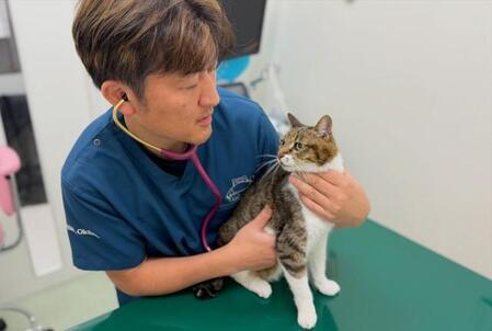 妊娠した猫をFIPと誤診する場合も　抗ウイルス薬で「治せる病気」になったが……獣医師が警鐘