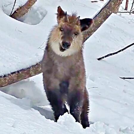 「おうおう、カモシカ先輩を舐めんなよ！」雪山で遭遇、カモシカの迫力あふれる姿に15万いいね　実はおとなしい天然記念物