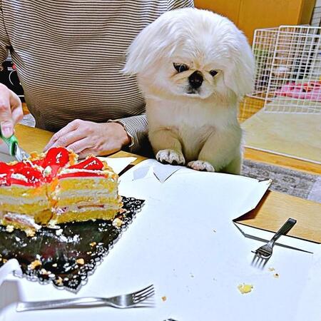 目の前のケーキではなく、子犬が一心に見つめていたのは…「狙うのそっち！？」　かわいすぎる真相に1.3万人が「健気…」と悶絶