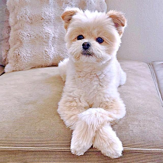 「何か？」 いたずらをしたとは思えない落ち着きを見せるちくわくん（画像提供：ちくわ君 シーポメさん）