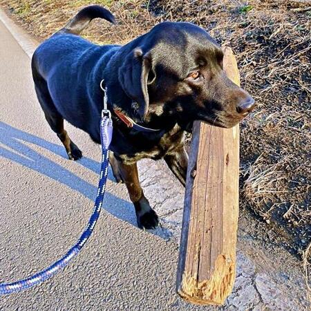 「そのサイズ持つ！？」 巨大な相棒（角材）をくわえて軽やかに散歩する犬に驚きの声　「アゴ、鍛えとる！？」「一体なんの魅力が…」