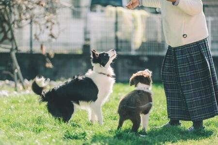 「18歳のワンちゃんを探しています」投稿がつないだ再会　ドッグランの決断に反響「泣けてきました」