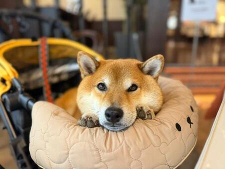 「スタバに入りたくて、盛大に駄々をこねる柴犬」右に左にゴロンゴロン！「これぞ柴犬って感じの拒否っぷり」