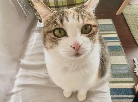 猫好き同士が出会えば幸せな猫も人も増える！？　猫好き専門の結婚相談所「ねここん」誕生　婚活しながら保護猫支援も