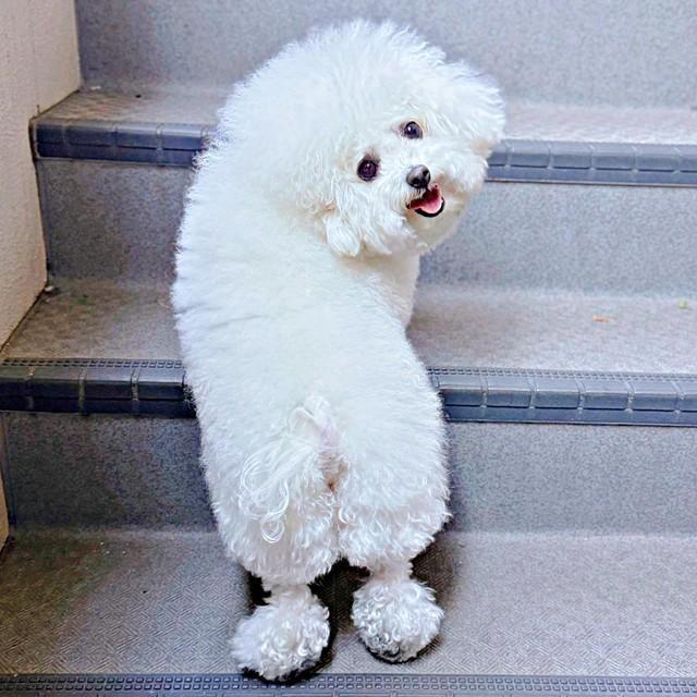 「大好きな人」を盛大に出迎えたあめちゃん（画像提供：あめ チビションフリーゼさん）