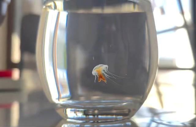 100均コップで飼育！「3カ月経過」したというクラゲの投稿が話題（「くらげノ脊髄」さん提供、Xよりキャプチャ撮影）