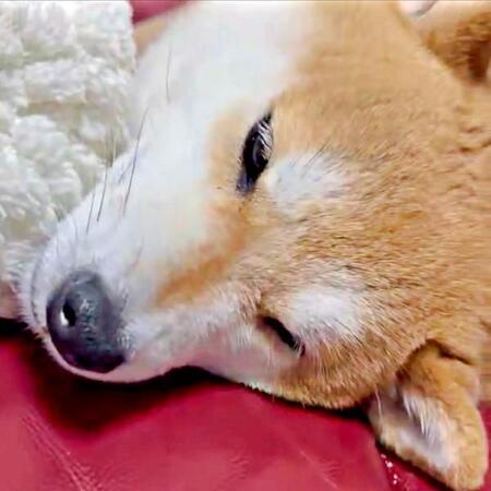 柴犬の頭に「枯山水」流紋が！？　美しすぎる“紋様”に「発想が天才」「わびさびですね～」