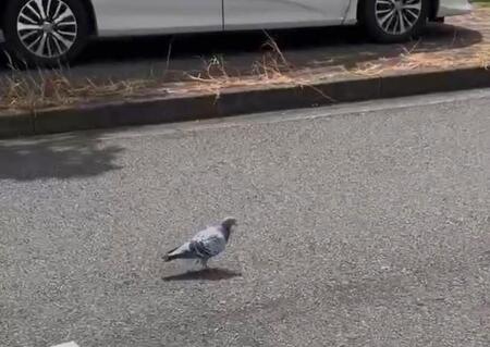 こちらが話題の迷い鳩（高橋小太郎氏撮影。小笠原自然文化研究所提供）