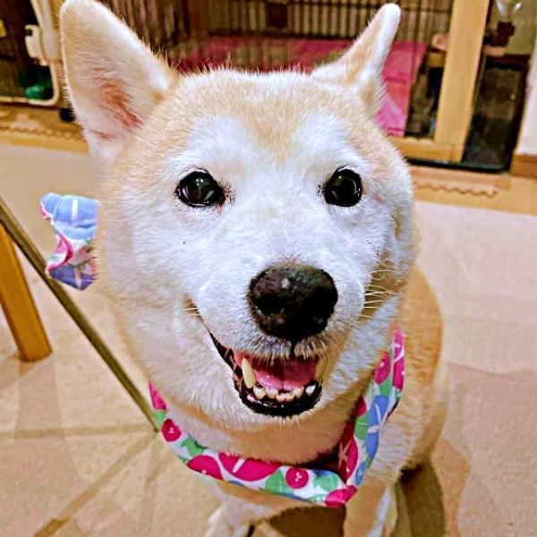 「散歩中のおやつ、あまってるよね？」 目を輝かせるモモちゃん（画像提供：柴犬のモモさん）