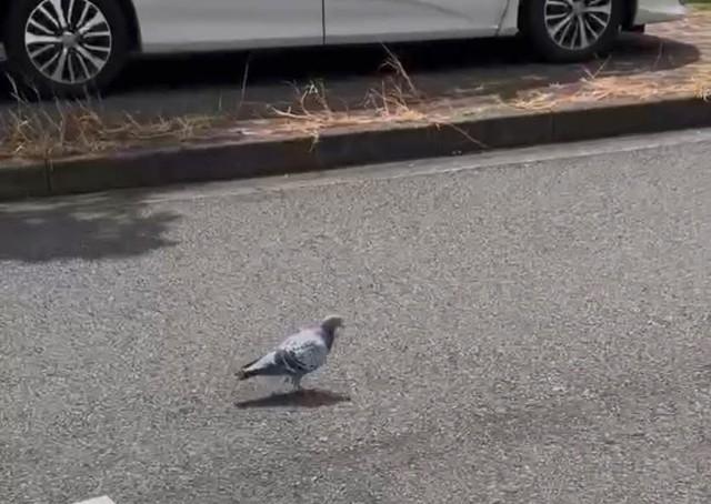こちらが話題の迷い鳩（高橋小太郎氏撮影。小笠原自然文化研究所提供）