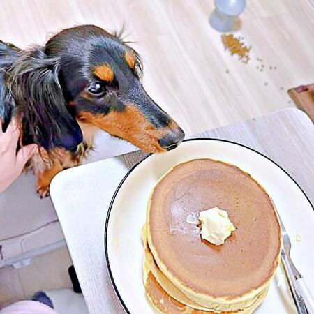 ホットケーキに夢中な犬、自分のごはんそっちのけでガン見　「この誘惑には勝てない」「人のが気になるよね」「チェンジだ！」
