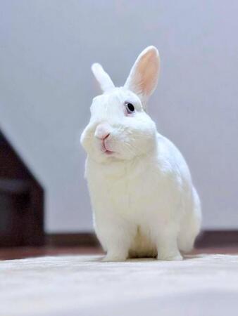 白いボールかと思ったら…まさかの正体に驚き　“球体”うさぎに3万いいね「まんまる」「雪見だいふくみたい」「奇跡の一枚」