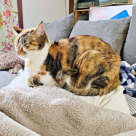 何の変哲もない猫に見えますが…→その下で事件発生中!? “強制”猫吸い状態に「声出た(笑)」「お猫様からのご褒美ですね」