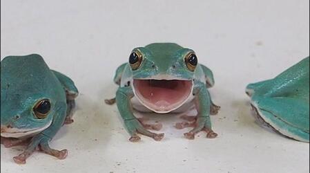 「パートナーを見つけた」と満面の笑みで背中からぎゅっ　うれしそうなカエル、「相手もオスとは黙っておいた」勘違いBLに反響