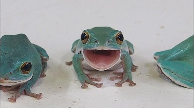 ぴよさんはさまざまな爬虫類を飼育しています（ぴよさん提供）