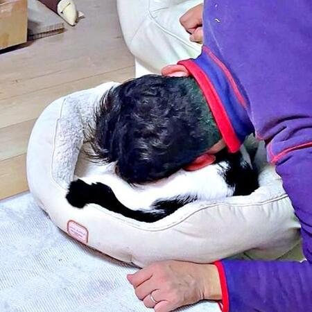 「猫は飼わない！」猛反対していたパパ→2年後の姿がこちら　犬派から一転、メロメロの様子に「結局いちばんハマるやつ」と共感の声