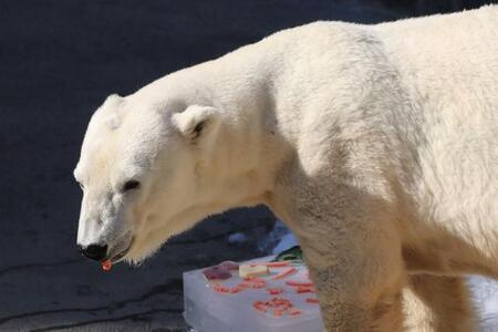 バフィン誕生会（20221210 浜松市動物園提供）