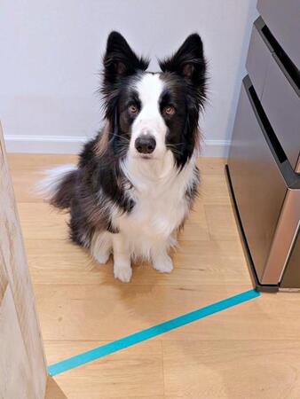 キッチン入り口のテープ1本でピタリ停止「さすがボーダー・コリー！」　境界線を認識した愛犬の賢さに称賛の声続々