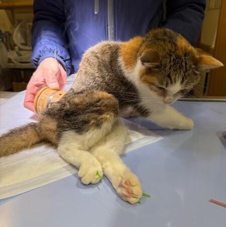 シニア犬、シニア猫にお灸をおすすめする理由　冷えがある子を体の芯から温める　自宅で続けやすい棒灸のやり方と注意点