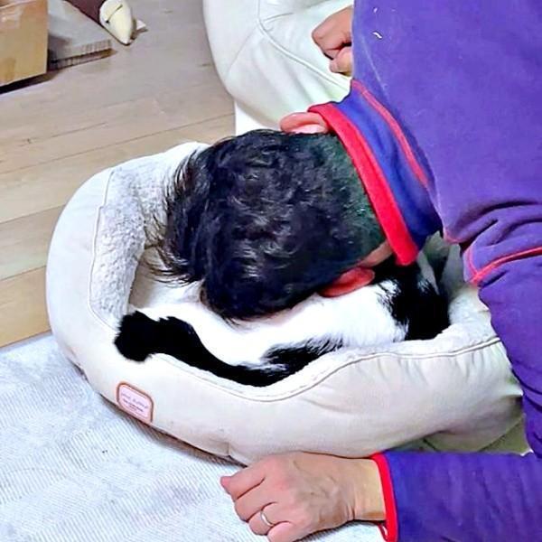 ハルさんを「猫吸い」するパパ（画像提供：APO（ポメラニアン）さん）