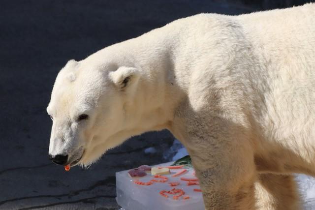 バフィン誕生会（20221210 浜松市動物園提供）