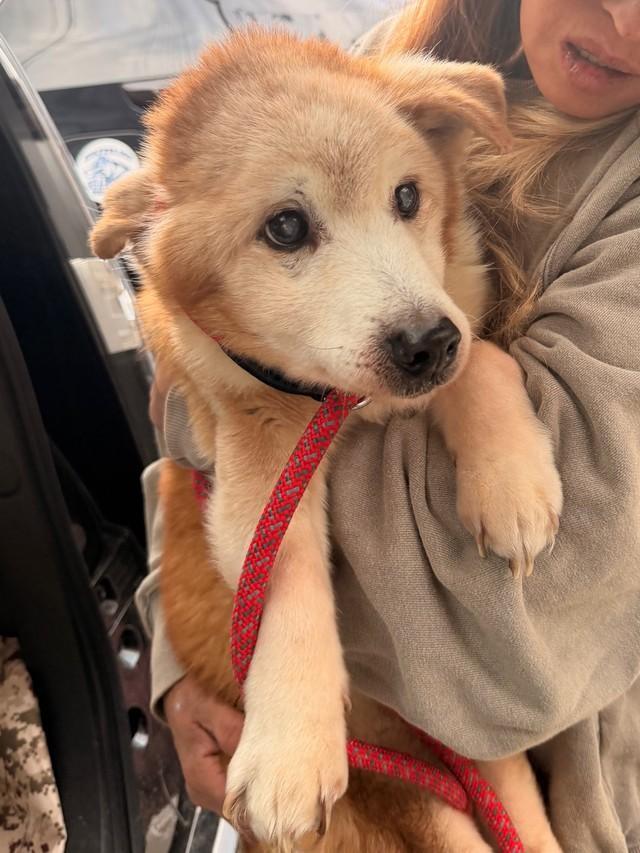 保護された犬たちは、強烈なゴミの臭いが染み付いていたという