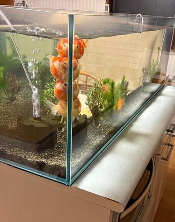 ぎゅうぎゅう（画像提供：鼓太郎さん）