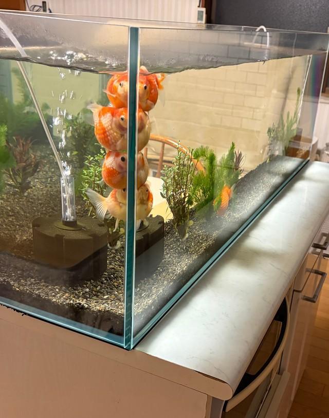 ぎゅうぎゅう（画像提供：鼓太郎さん）