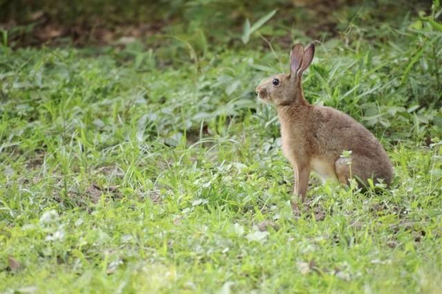 野うさぎ（Hare）とペットのうさぎ（アナウサギ、Rabbit）とは遺伝子からして違い、全く別の属という（うさこ母さん提供、photoACよりフリー画像）