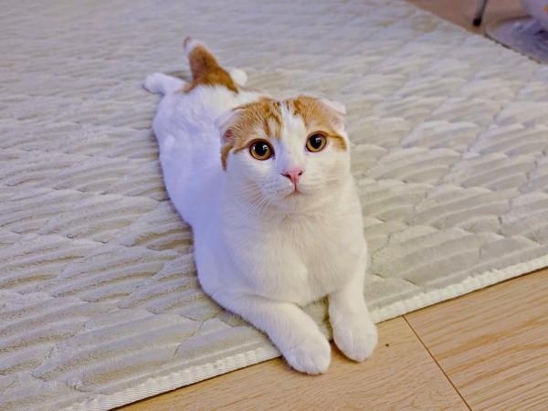 天真爛漫、端正な顔立ち、魅力あふれるミックくん（画像提供：今日と、セラ、ミックさん）