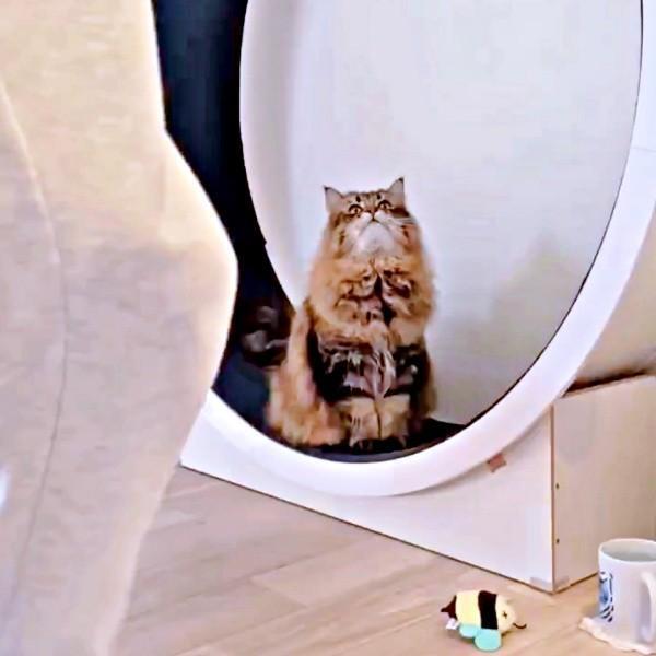 「歩くの？」 飼い主さんを見上げるヤマネコくん（画像提供：ヤマネコさん）