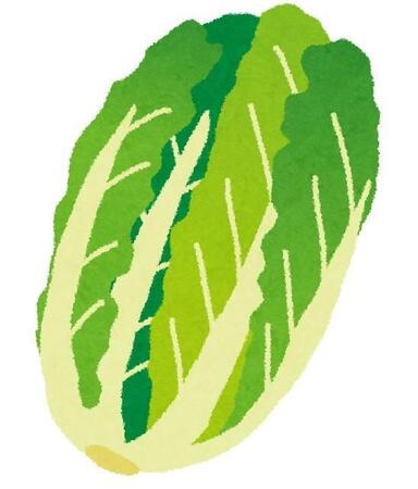 白菜から菜の花が…！？？？