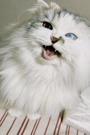 スコティッシュフォールドの万智子ちゃん