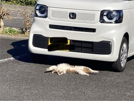 ね、ねこがひかれているじゃないか！（「群馬のG」さん提供）