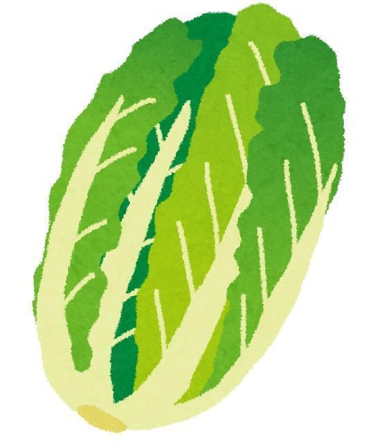 白菜から菜の花が…！？？？