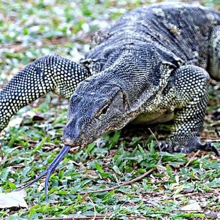 路上で突然、遭遇！？ 世界で2番目に大きい「ミズオオトカゲ」 ※画像はイメージです（dhayes:stock.adobe.com）