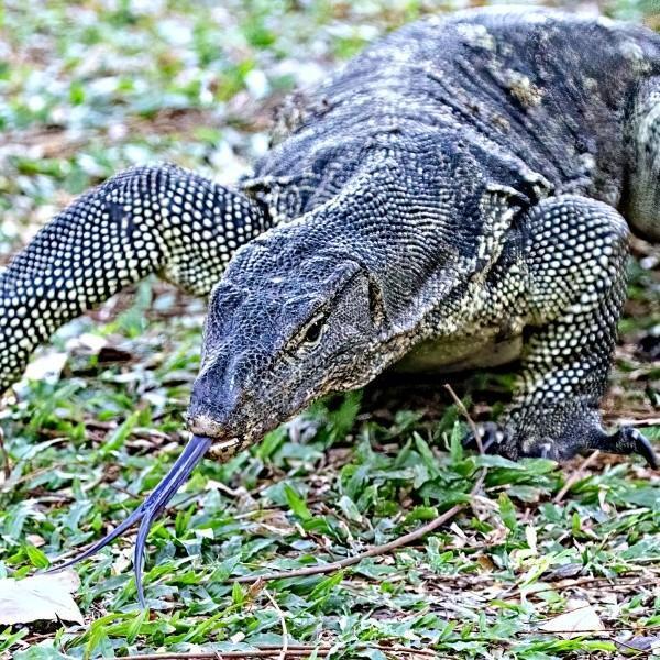 ランニング中に巨大トカゲ出現！想定外の巨大さに「心臓止まりかけた