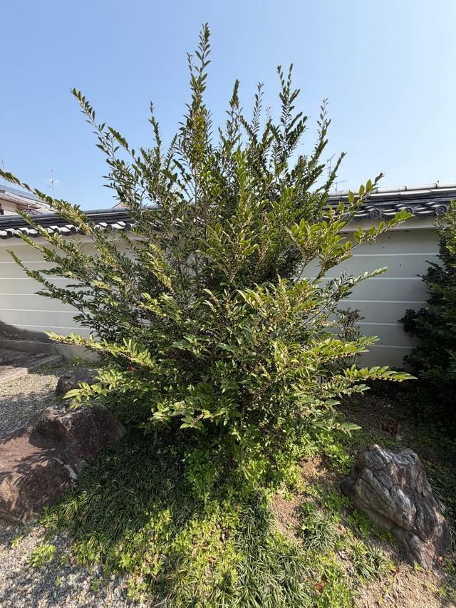 こちらが話題の植物（ナンシさん提供）