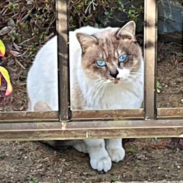 3年前、庭に現れたぴーちゃん。まだ白っぽい色合いの被毛でした（画像提供：hiroさん）