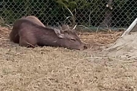 安心してくつろぐシカ（能勢温泉提供）
