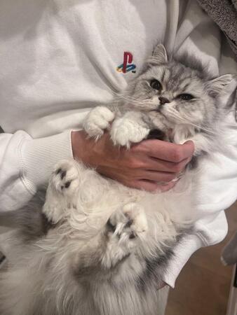 ツンデレ女帝のこゆきちゃん