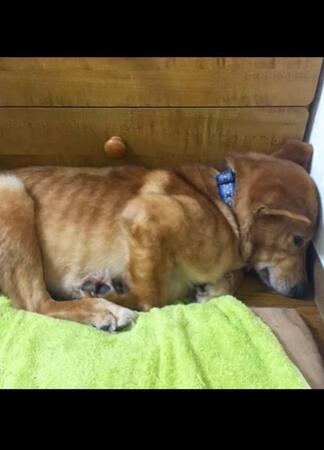 ほとんど自分からは動けなかったという（Ako Yamazakiさん提供、Instagramよりキャプチャ撮影）