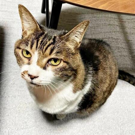 飼い主が死去。遺品整理の現場でじっと佇んでいたちーちゃん（画像提供：ミヤモトナオキさん）