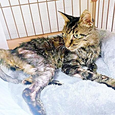 灼熱の倉庫内で10日…毒を盛られ瀕死状態にあったタマちゃん（画像提供：Ari Mayaさん）