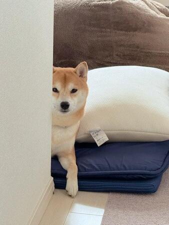 飼い主さんが出かけるのを陰から監視する時も…！（画像提供：おかかときんぴらさん）