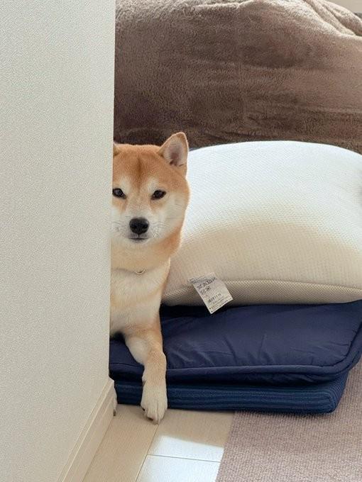 飼い主さんが出かけるのを陰から監視する時も…！（画像提供：おかかときんぴらさん）