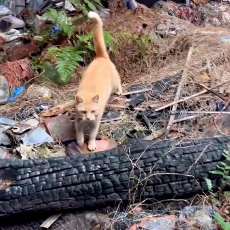 屋根のない廃墟に身を置くチャトランくん（画像提供：えみちゃんさん）