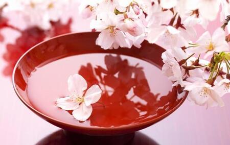 桜の下でのふなぐちカステラは非常に危険です。※画像はイメージです（Paylessimages/stock.adobe.com）